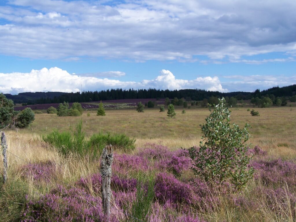 Tourbière du Longeyroux