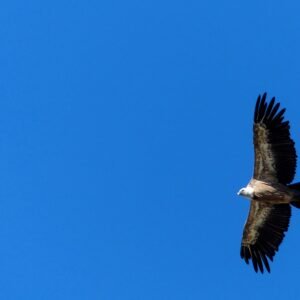 Vautour fauve