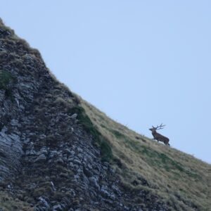 Randonnées et affûts faune sauvage dans les Abruzzes