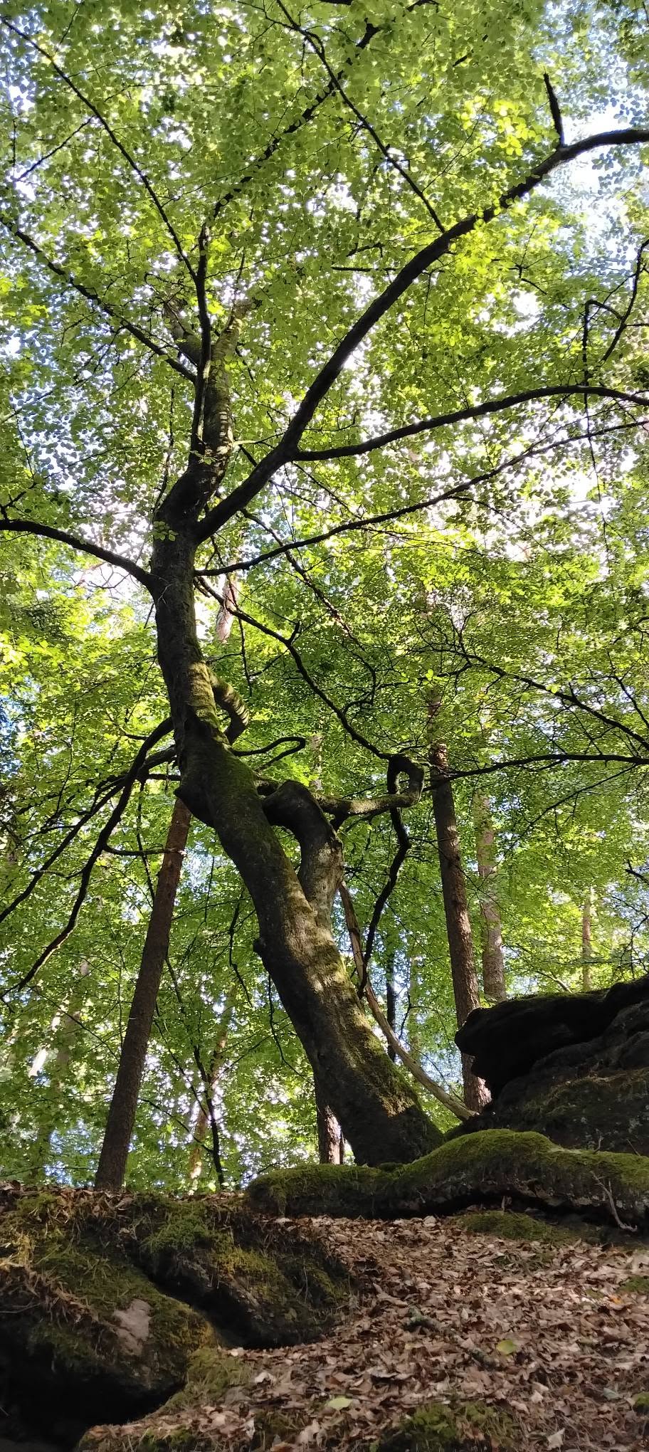 © Solène KINET Vosges du Nord – Image 14